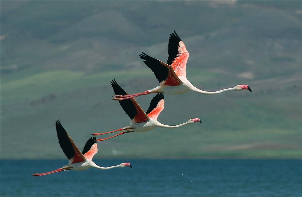 flamingolar- ali ihsan öztürk 1 .jpg flamingolar- ali ihsan öztürk 1 .jpg