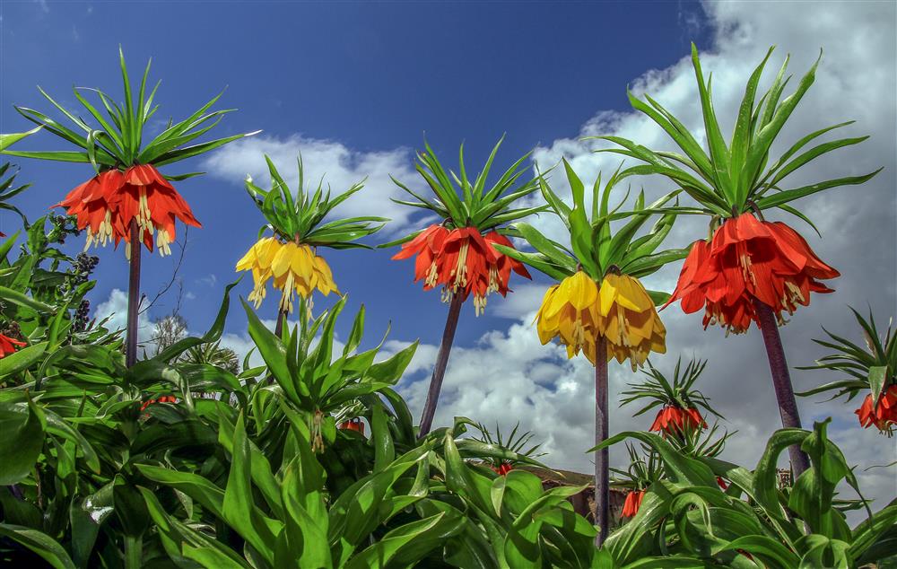 Gevaş-TERS LALELER - Ali İhsan ÖZTÜRK.JPG