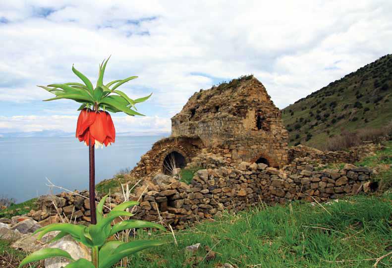 vanda ters lale vg2.png