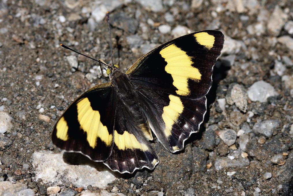 Şehzade.bmp Şehzade.bmp