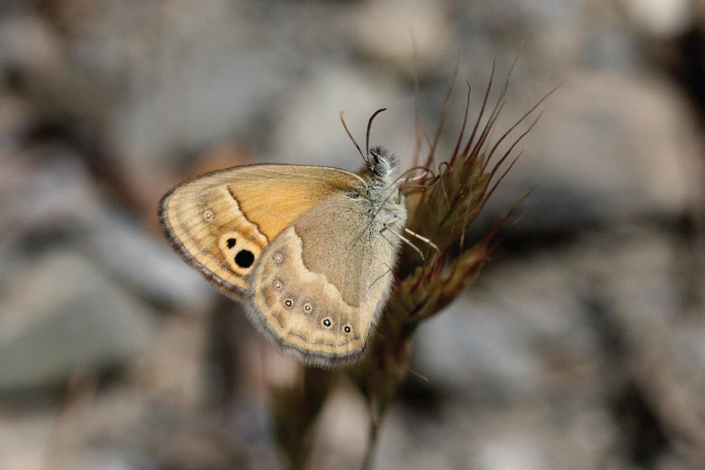 İran zıp zıp perisi.bmp İran zıp zıp perisi.bmp