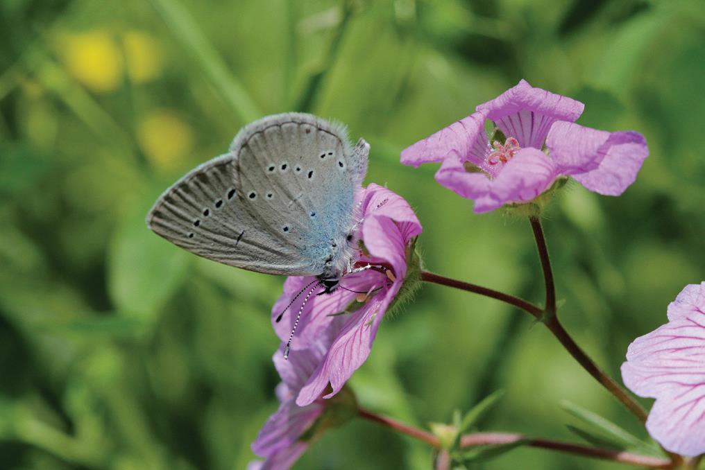 mavi osiris.bmp mavi osiris.bmp