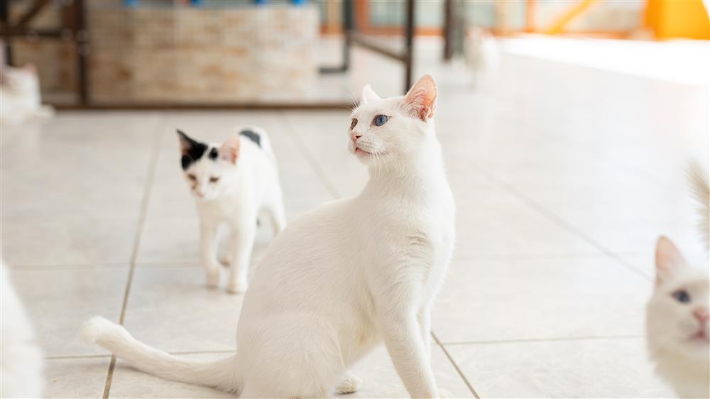 Van Kedisi.jpg Van Kedisi.jpg