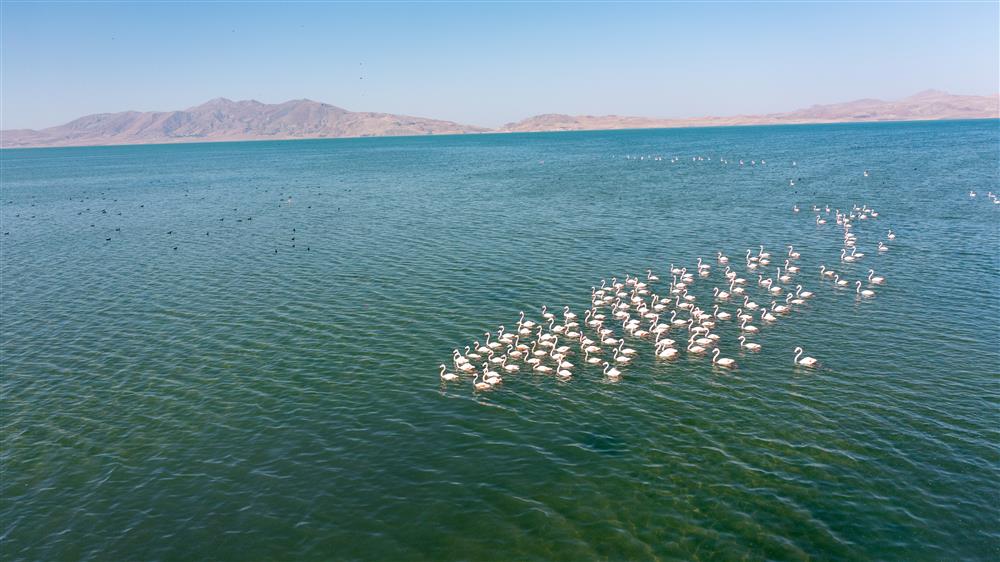 Van erçek Gölü Kuş cenneti 6 .jpg Van erçek Gölü Kuş cenneti 6 .jpg