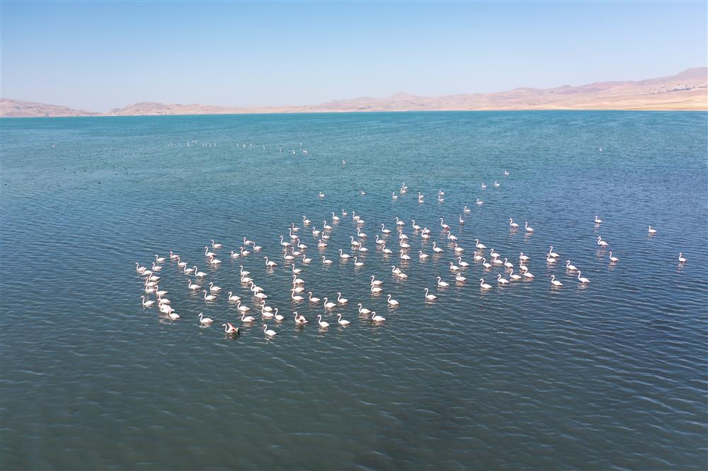 Van erçek Gölü Kuş cenneti 3 .jpg Van erçek Gölü Kuş cenneti 3 .jpg