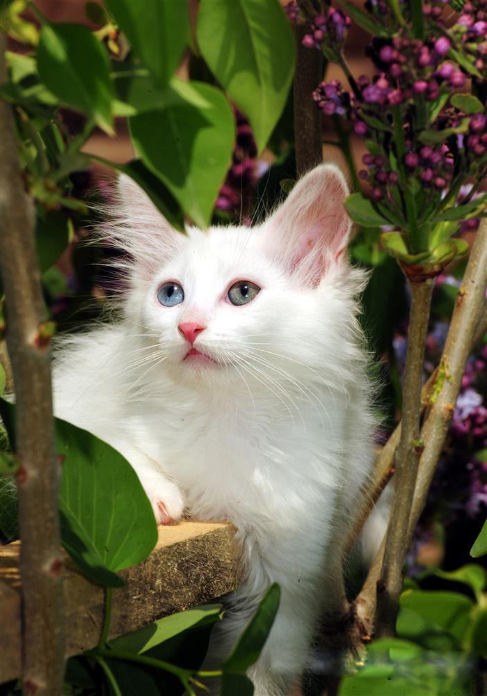 Van kedisi - ali ihsan öztürk.JPG Van kedisi - ali ihsan öztürk.JPG