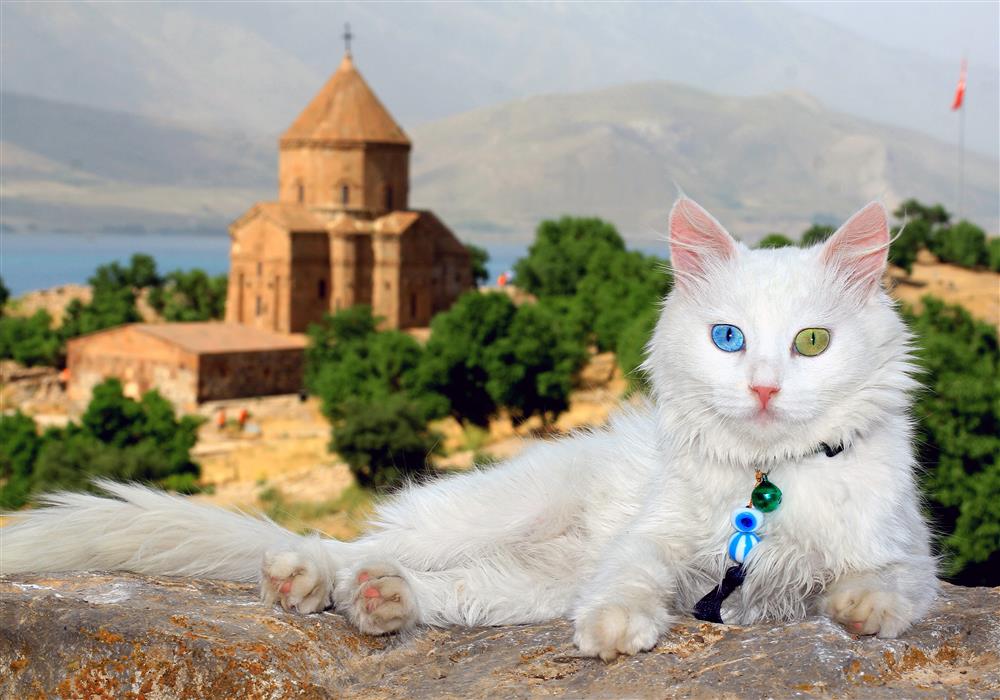 Van kedisi - Ali İhsan Öztürk.jpg Van kedisi - Ali İhsan Öztürk.jpg