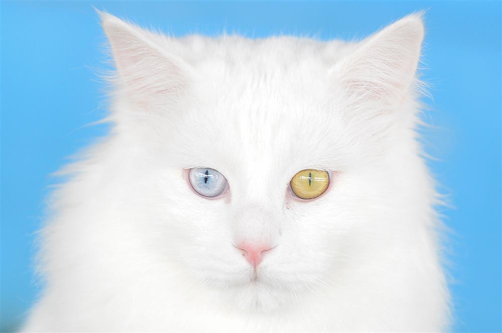 VAN KEDİSİ -- Özkan Bilgin..JPG VAN KEDİSİ -- Özkan Bilgin..JPG