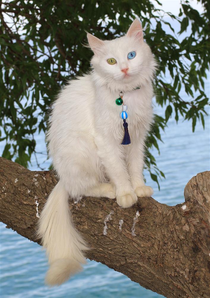 Van Kedisi- Ali İhsan Öztürk.JPG Van Kedisi- Ali İhsan Öztürk.JPG