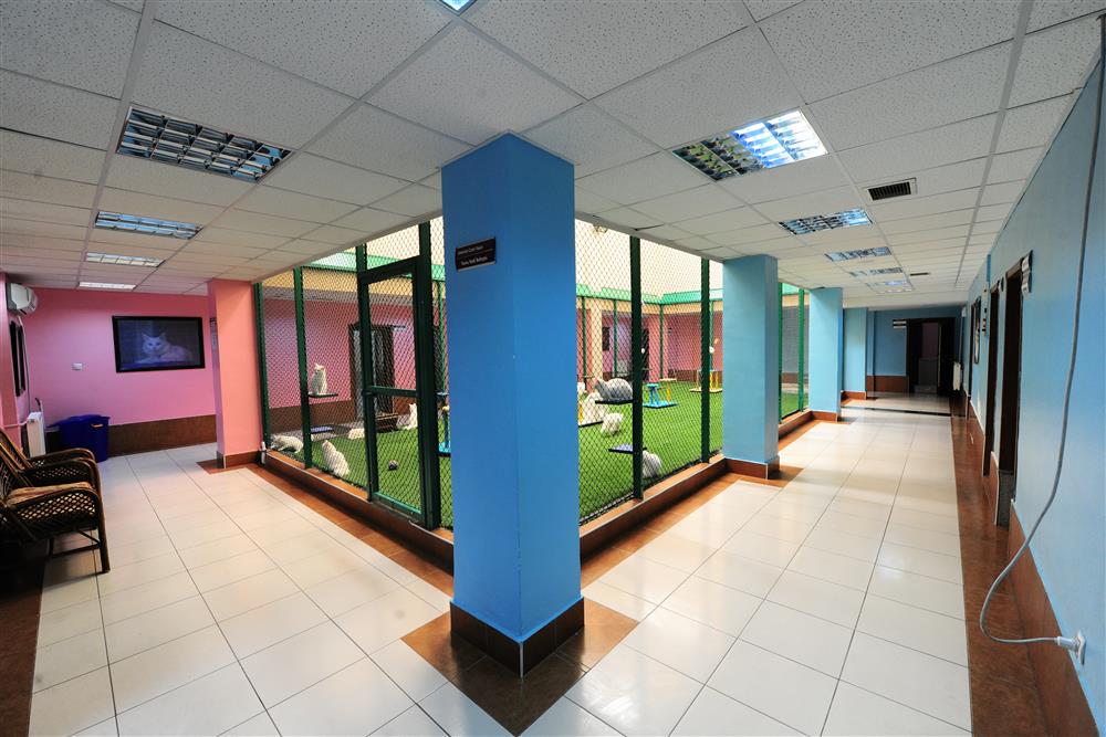 Van Kedisi Araştırma Merkezi Müdürlüğü Arşivi- 2.JPG Van Kedisi Araştırma Merkezi Müdürlüğü Arşivi- 2.JPG