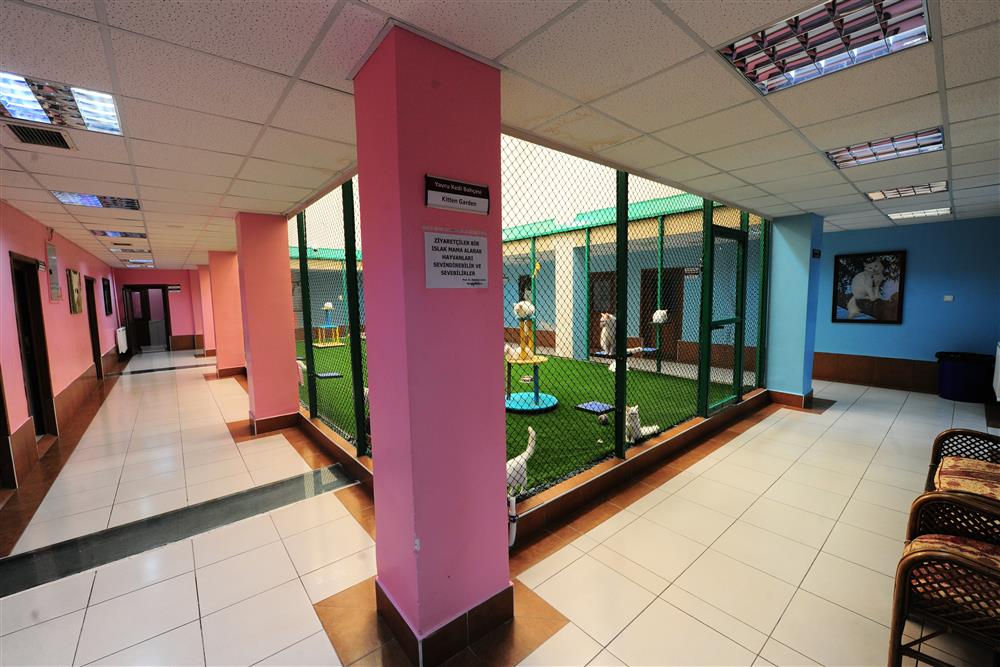 Van Kedisi Araştırma Merkezi Müdürlüğü 1.JPG Van Kedisi Araştırma Merkezi Müdürlüğü 1.JPG