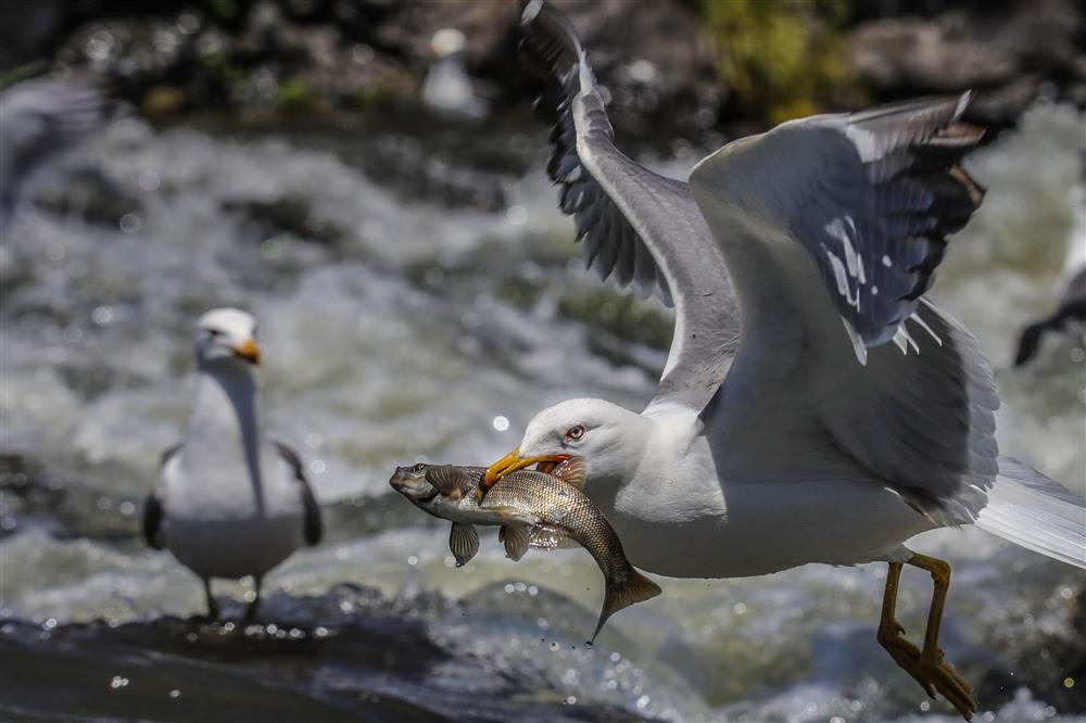 Erciş Balık Bendi- Ali İhsan Öztürk  2 .JPG