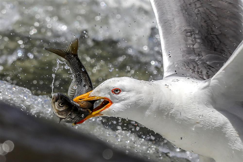 Erciş Balık Bendi- Ali İhsan Öztürk  3 .JPG