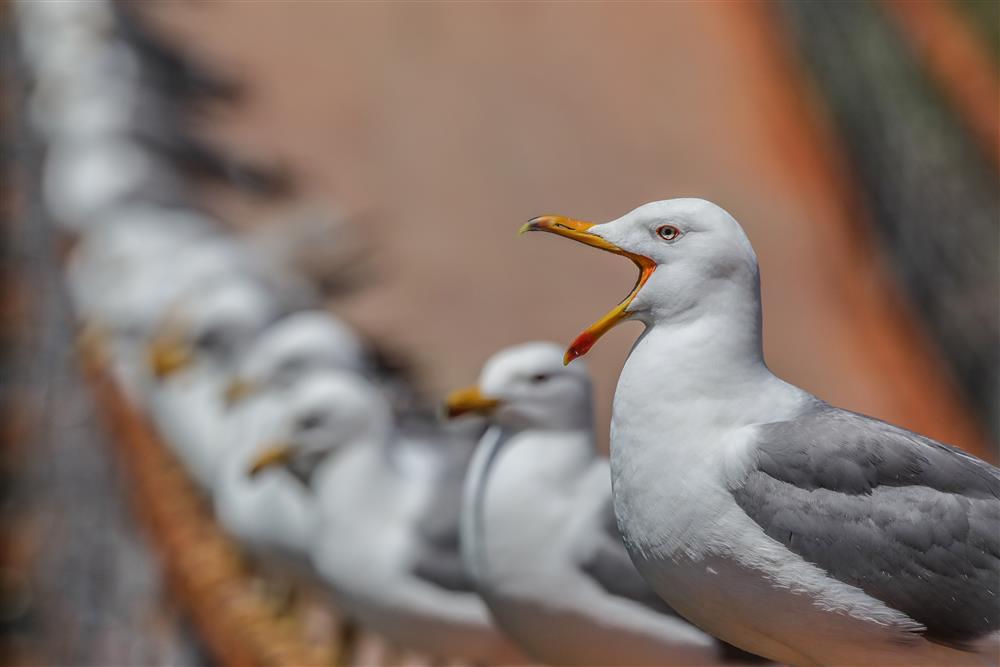 Erciş Balık Bendi- Ali İhsan Öztürk  1 .JPG